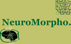 NeuroMorpho.org